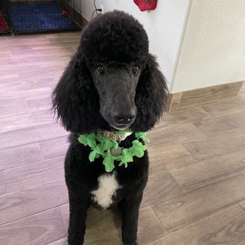 Johnny's Doghouse - 2 y/o puppy - Pet Groomers Near Me - Tempe, Arizona