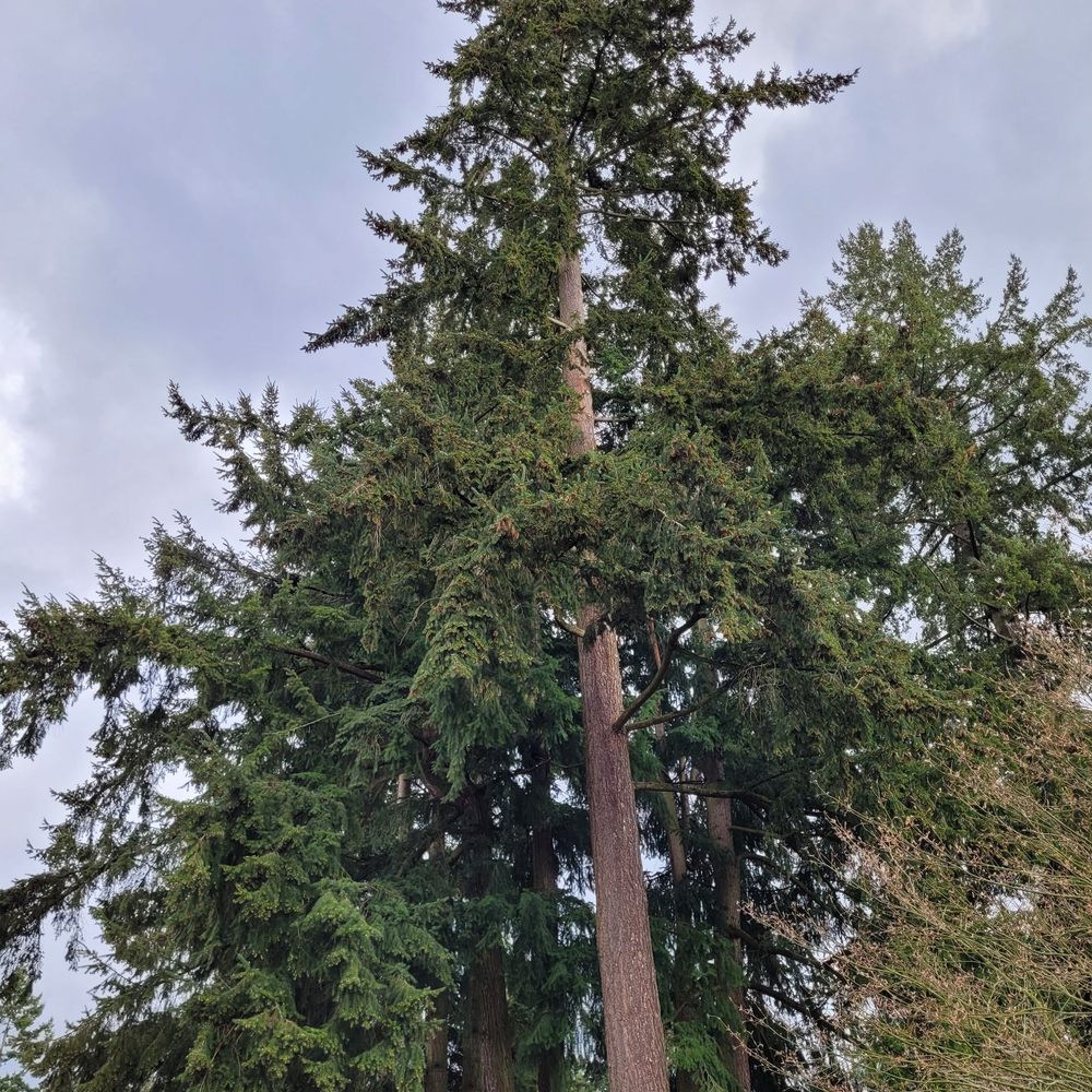 Triple Tree - The excellent end result of Triple Tree's Stephen and Karina! Ready for wind sailing. - Tree Services Near Me - Gold Bar, Washington Triple Tree - The excellent end result of Triple Tree's Stephen and Karina! Ready for wind sailing. - Tree Services Near Me - Gold Bar, Washington