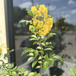 Paul Plants - Esperanza. symbolism: balance, harmony, and joy