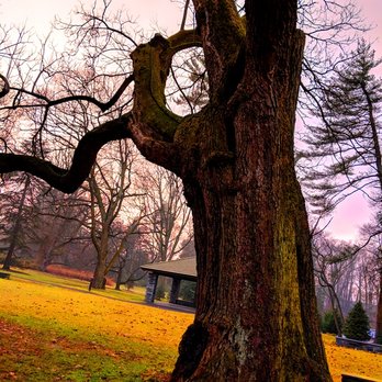 Stoneleigh: A Natural Garden - Stoneleigh -- The trees steal the show, IMO! - Botanical Gardens Near Me - Villanova, Pennsylvania