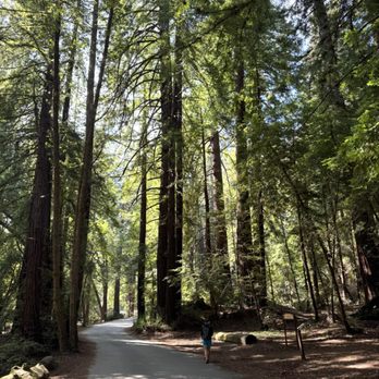 Pfeiffer Big Sur State Park - Parks Near Me Pfeiffer Big Sur State Park - Parks Near Me