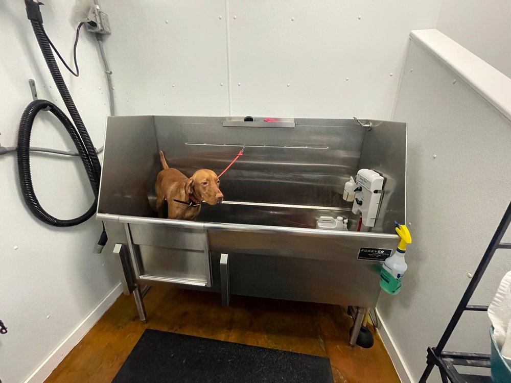 HOT DIGGITY DOG WASH & BOUTIQUE Updated October 2024 104 Photos