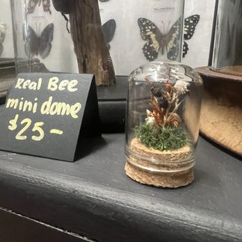 Ghoulish Delights - REAL bee in a mini dome - Antiques Near Me - Granada Hills, California Ghoulish Delights - REAL bee in a mini dome - Antiques Near Me - Granada Hills, California