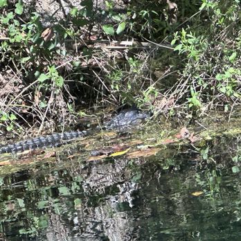 Silver Springs State Park - Alligator - Parks Near Me - Ocala, Florida Silver Springs State Park - Alligator - Parks Near Me - Ocala, Florida