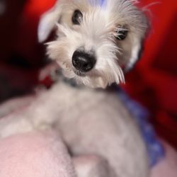 Loma Linda Animal Hospital