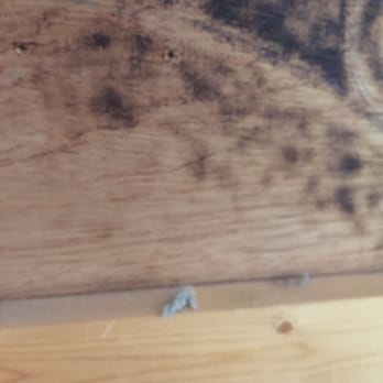 2 Green Chicks - Deep clean $314 and 4hrs of work. The next day the owner came to clean the deficient areas. Dust bunnies at the edge of a frame. - Office Cleaning Near Me - Norman, Oklahoma 2 Green Chicks - Deep clean $314 and 4hrs of work. The next day the owner came to clean the deficient areas. Dust bunnies at the edge of a frame. - Office Cleaning Near Me - Norman, Oklahoma