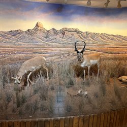 Buenos Aires National Wildlife Refuge - Pronghorns