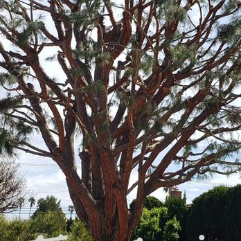 Goodview Tree Service - Pine trimming - Tree Services Near Me Goodview Tree Service - Pine trimming - Tree Services Near Me