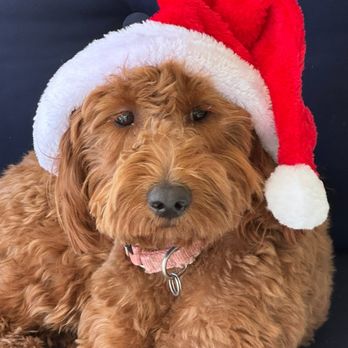 Golden Liberty Doodles - Ready for Christmas - Pet Breeders Near Me