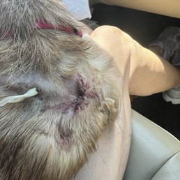 Joey's wound