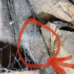So nasty termites So nasty termites
