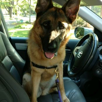 Fresh Trails Pet Sitting - "But WHY can't I drive?" - Dog Walkers Near Me - Maynard, Massachusetts