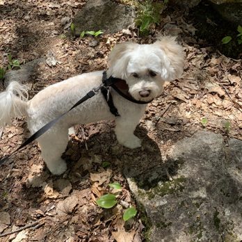 Karynn's Professional Pet Grooming - Yogi's summer cut - Pet Groomers Near Me - Sandwich, New Hampshire Karynn's Professional Pet Grooming - Yogi's summer cut - Pet Groomers Near Me - Sandwich, New Hampshire