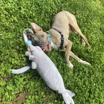 Chesapeake Animal Services - Animal Shelters Near Me - Chesapeake, Virginia Chesapeake Animal Services - Animal Shelters Near Me - Chesapeake, Virginia