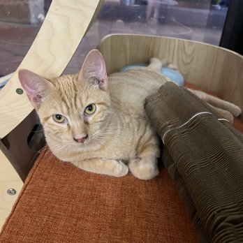 Fluffy Tail Cafe - Coffee & Tea Near Me - Tustin, California