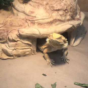 Quality Inn Oceanfront - Bearded dragon in the Atrium - Hotels Near Me - Ocean City, Maryland