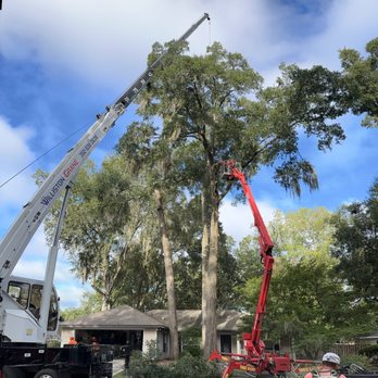 Hoyer's Express Tree Service - Tree Services Near Me