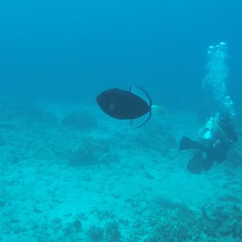 Big Island Divers - Diving Near Me - Kailua-Kona, Hawaii Big Island Divers - Diving Near Me - Kailua-Kona, Hawaii