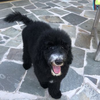 Pacific Paws Pet Salon - The princess - Pet Groomers Near Me - Honolulu, Hawaii