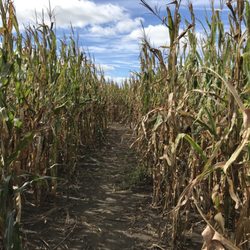 Howell's Greenhouse and Pumpkin Patch - Howell Pumpkin Patch - corn maze