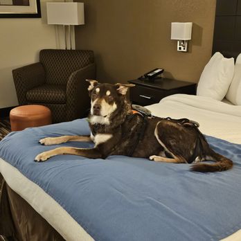 Best Western - #dogfriendly #ReviewsByRL - Hotels Near Me - Monticello, Illinois Best Western - #dogfriendly #ReviewsByRL - Hotels Near Me - Monticello, Illinois