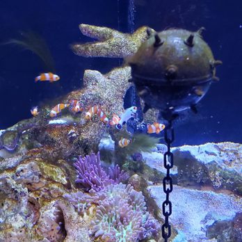 SeaQuest - Utah - Aquariums Near Me - Layton, Utah SeaQuest - Utah - Aquariums Near Me - Layton, Utah