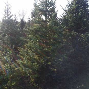 Leo's Tree Farm - Lots to choose from - Christmas Trees Near Me - West Lorne, Ontario