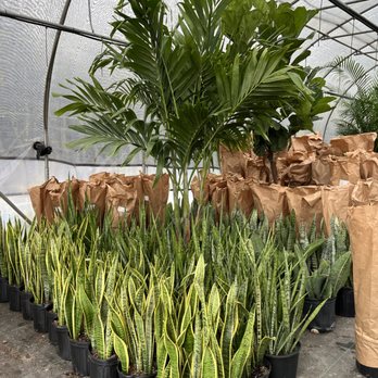 Reese's Plants - House Plants :) - Nurseries & Gardening Near Me - Blythewood, South Carolina
