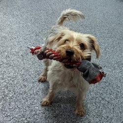 Smart Dog Dallas