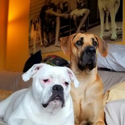 Emmy and her dads were very happy with her services at Frankenmuth-Birch Run Veterinary Hospital!