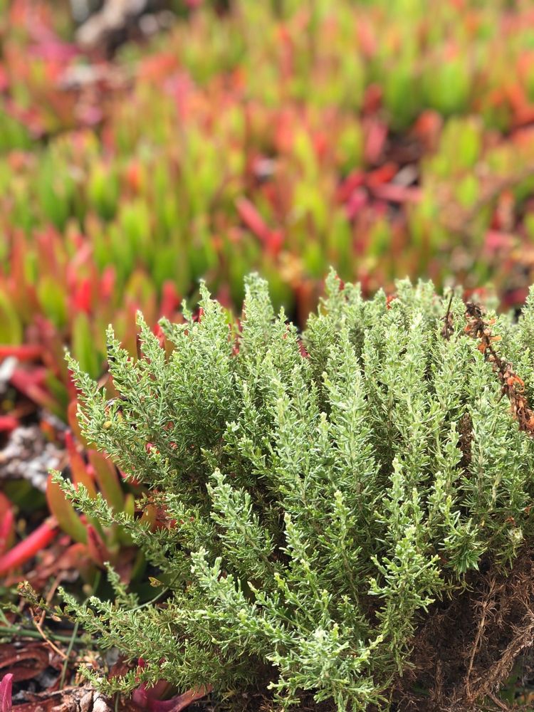 Social spots from Fort Ord Dunes State Park