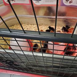 Tractor Supply - Baby chicks