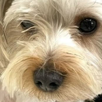 Veterinary Emergency Group - Bug- forever my little love Bug - Emergency Pet Hospital Near Me - Hillsboro, Oregon Veterinary Emergency Group - Bug- forever my little love Bug - Emergency Pet Hospital Near Me - Hillsboro, Oregon