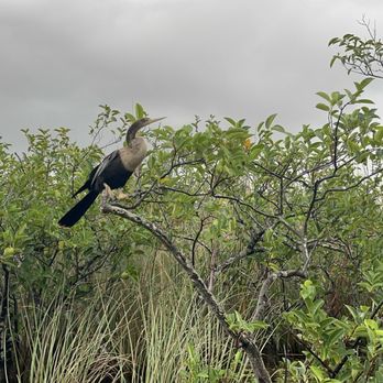 Coopertown Airboats - Boat Tours Near Me - Miami, Florida Coopertown Airboats - Boat Tours Near Me - Miami, Florida