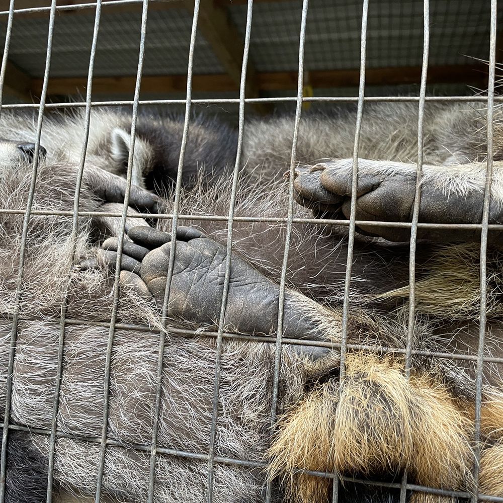 Shalom Wildlife Sanctuary - Raccoon - Parks Near Me - West Bend, Wisconsin