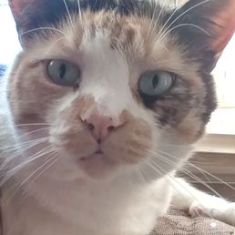 Again my kitty Cali Again my kitty Cali