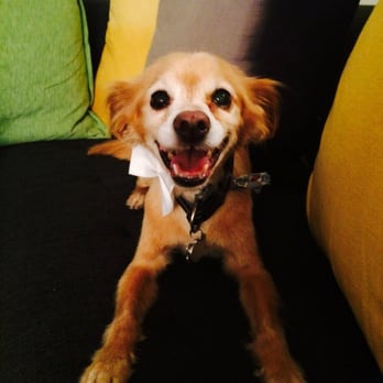 Pure Grooming - Pet Groomers Near Me - Poway, California Pure Grooming - Pet Groomers Near Me - Poway, California