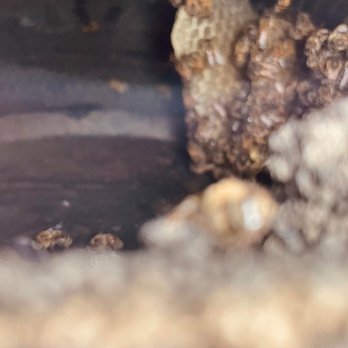 Ural Mountain Beehive - Bee hive in tire. - Pest Control Near Me - north highlands, California Ural Mountain Beehive - Bee hive in tire. - Pest Control Near Me - north highlands, California