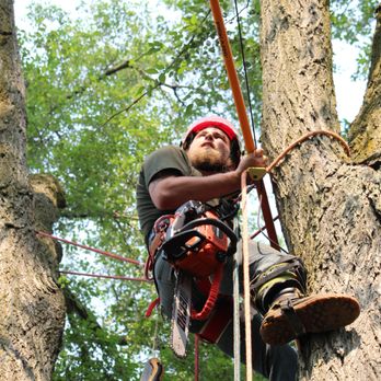 Mobile Milling in the Metro - Owner Operator climbing arborist, in the tree getting a hanging piece of deadwood out of the canopy of a Elm Tree. In Whitemore Lake MI. - Tree Services Near Me - Detroit, Michigan Mobile Milling in the Metro - Owner Operator climbing arborist, in the tree getting a hanging piece of deadwood out of the canopy of a Elm Tree. In Whitemore Lake MI. - Tree Services Near Me - Detroit, Michigan