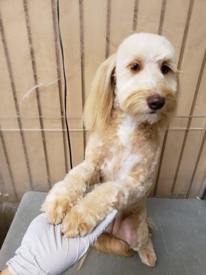 TORRANCE DOG GROOMING & TRAINING - Updated June 2024 - 177 Photos & 84