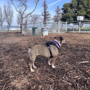 Martinez Dog Park - My dog in the "large" park - Dog Parks Near Me - Martinez, California Martinez Dog Park - My dog in the "large" park - Dog Parks Near Me - Martinez, California