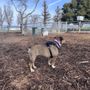 Martinez Dog Park