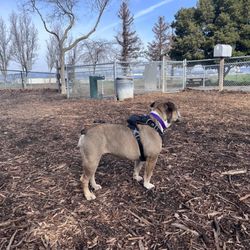 Martinez Dog Park - My dog in the "large" park