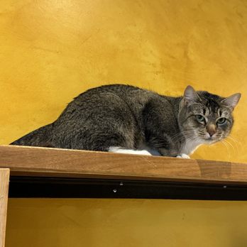 Seattle Meowtropolitan - Very polite! - Themed Cafes Near Me - Seattle, Washington Seattle Meowtropolitan - Very polite! - Themed Cafes Near Me - Seattle, Washington