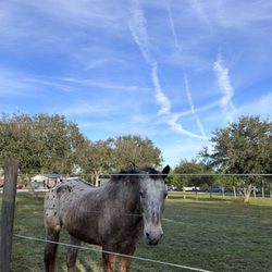 South West Florida Horse Rescue
