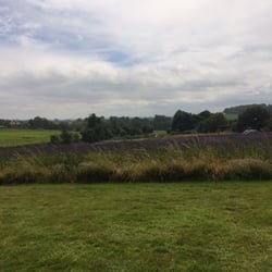 Shropshire Lavender - Car park!