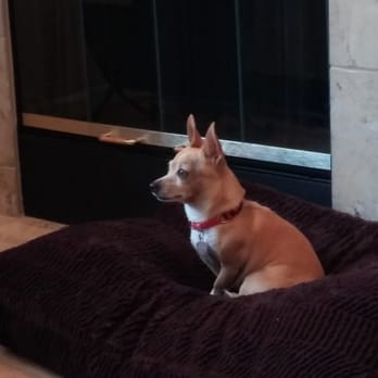 Happy Tails - Pet Sitting Near Me Happy Tails - Pet Sitting Near Me