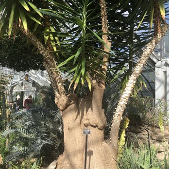 Krohn Conservatory - Botanical Gardens Near Me - Cincinnati, Ohio