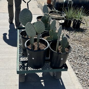 Sunset Gardens - Purple prickly pear - Nurseries & Gardening Near Me - El Paso, Texas