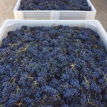 Arndt Cellars - two bins of grapes - Wine Tasting Room Near Me - San Miguel, California Arndt Cellars - two bins of grapes - Wine Tasting Room Near Me - San Miguel, California
